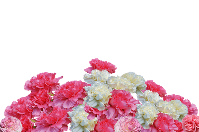 flowers to give on a first date - carnations
