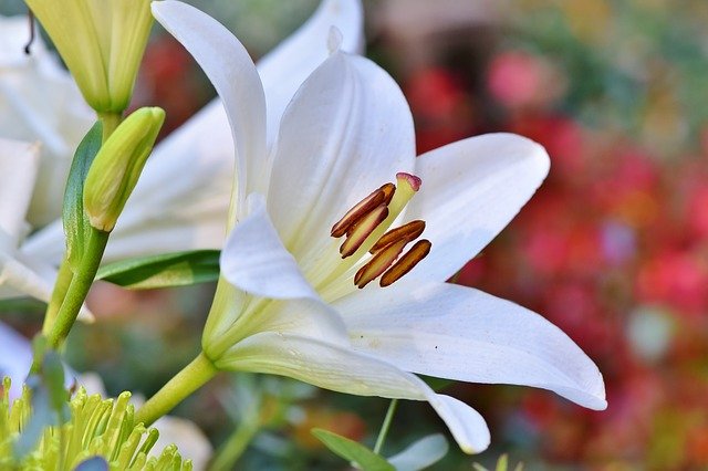 flowers to bring on a first date white lillies