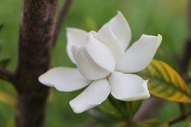 flowers to give on a first date - gardenias