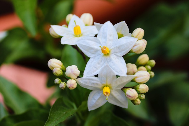 flowers to give on a first date - jasmine